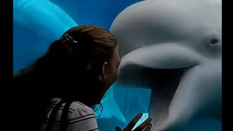 Juno the Beluga Scares a Lady - Mystic Aquarium