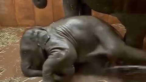 Cute baby elephant |