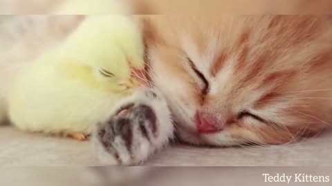 Kitten Sleeps Sweetly with the Chicken-So Cute