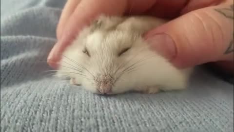 Squishy hamster