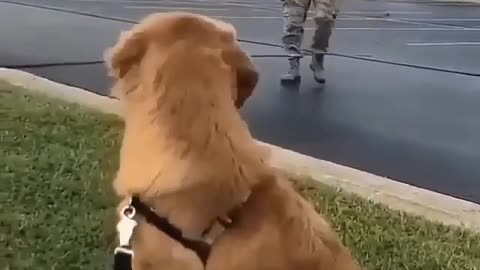 A dog sees its owner and quickly goes to him