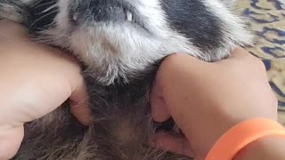 Raccoon enjoys shoulder massage like an old man