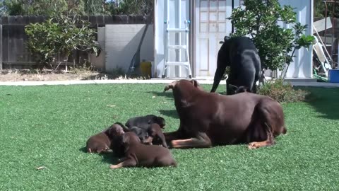 Doberman mom keeping dad away from the pups