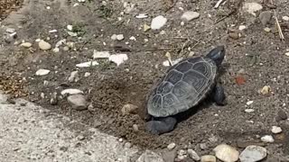 Turtle Lays Eggs in Front Yard