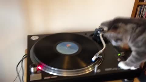 The cat play DJ