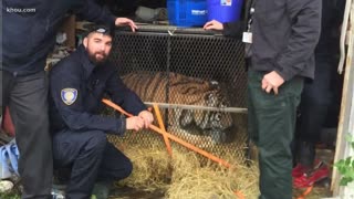 CBS Report: Tiger found in abandoned home