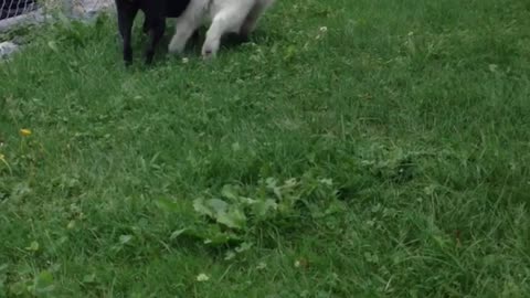 Samoyed puppy is fighting a stafforshire 😱