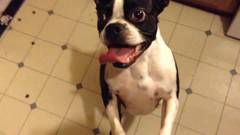 Boston Terrier talks when he wants his ball