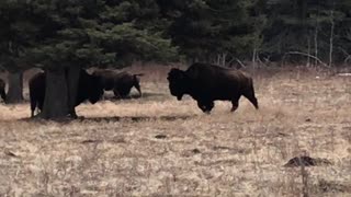 Bison fighting