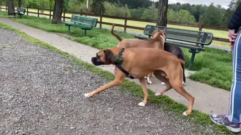 German Shepherd Attacks Pitbull [OFF LEASH DOG PARK] Part 1