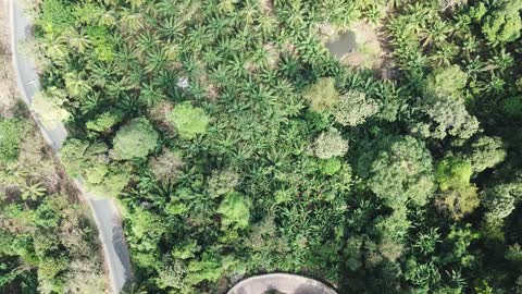 dron in puket (Thailand) mountain tree bird view