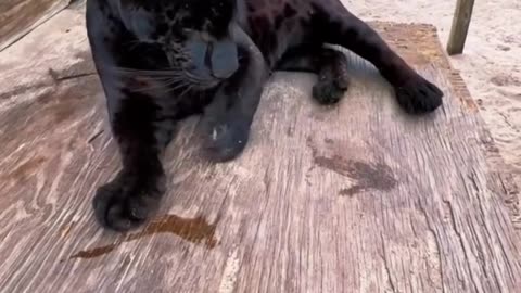 Black Jaguar Tries