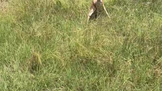 Man Saves Whitetail Fawn Stuck in Wired Fence