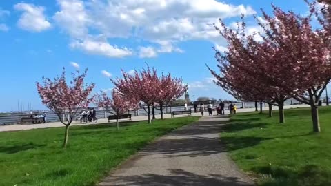 Spring Time Blossoms at Liberty State Park
