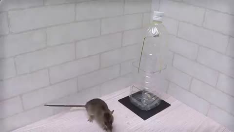 Water bottle mouse trap