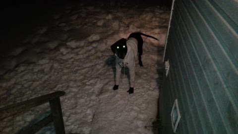 Massive Great Dane In Hoody