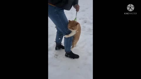 Cat finny video cat video