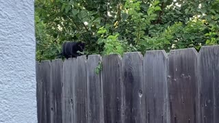 Black Kitten on a Fence