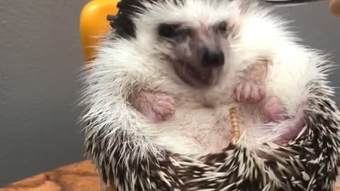 Hedgehog snacking