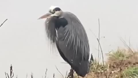 The Great Blue Heron spotted on lake edge in North Carolina mountains