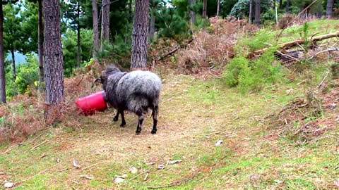 Angry Ram vs punching bag