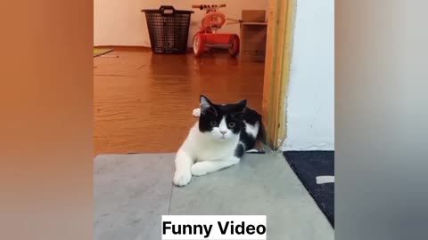 Fun with cat 🐱 | cat viral video