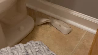 Pet Cockatoo Breaks Toilet