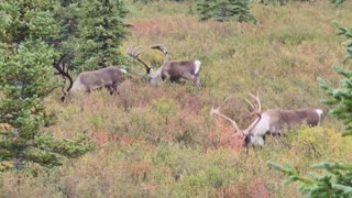 Denali Alaska- Hog caribou