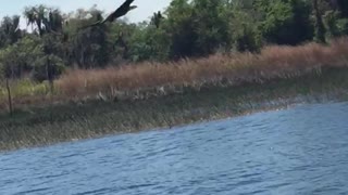 Eagle Snatches Fisherman's Bait