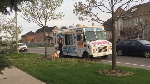 Pit Bull Patiently Waits In Line For Ice Cream