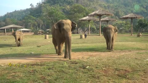 Herd Run To Greeting After Arrival Of Two Rescued Elephants Kham Moon And Pyi Mai - ElephantNews