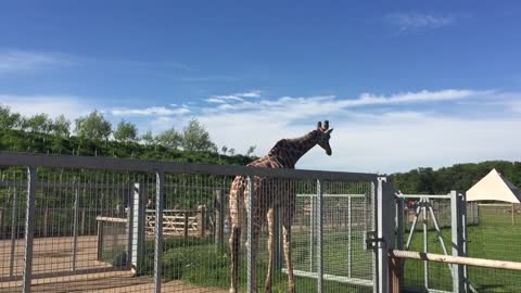 Giraffe refusing to come in for bedtime