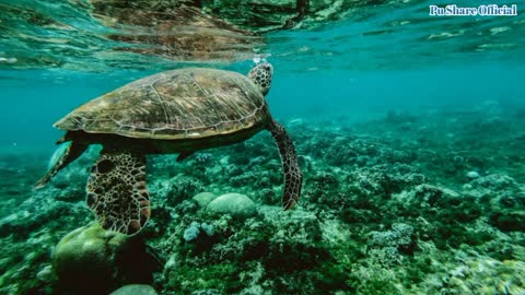 Why do turtles live so long?