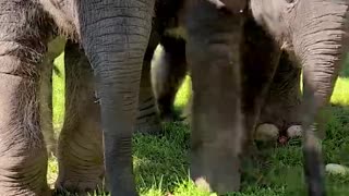 Baby Elephant Watermelon Smash!