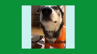 funny dog video