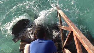 Stingray Jumps Onto Ramp At Maldives Resort To Get A Treat