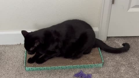 Adopting a Cat from a Shelter Vlog - Cute Precious Piper Uses Her Tuffet for Many Purposes
