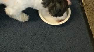 Dogs eating their dinner