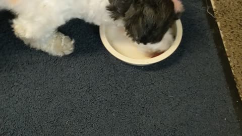 Dogs eating their dinner