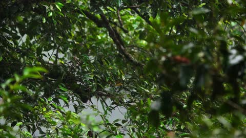 a bird under rain