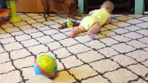 Cute Babies Crawling With Dogs Compilation 2015 Funy baby videos