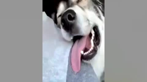 Funny dog video 🐶
