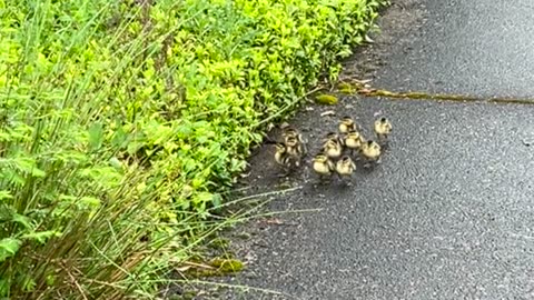 Mama Duck Takes Her Ducklings Into the Bushes