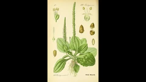 Odds and Ends Alt-Tech Exclusive 8 The Great Plantain, The Weed and Herbal History