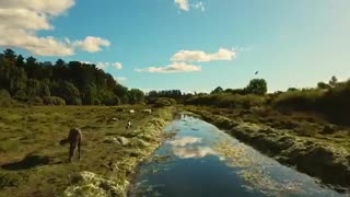 A flock of birds flying over the river