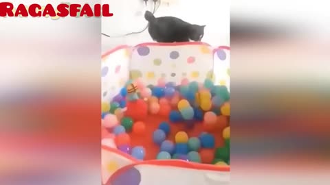 Cat funny moves 🐱🐱(ragasfail)