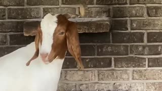 A Musical Goat