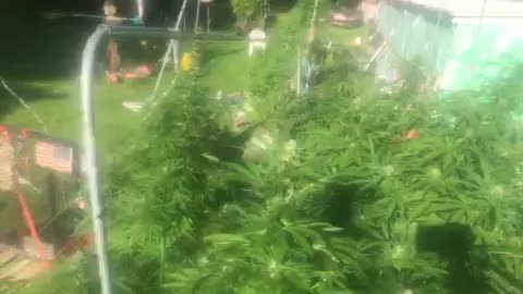Garden of weedin marijuana gorilla glue flowers and seeds Ghanghaton po Michigan