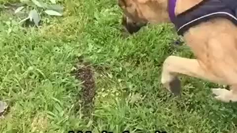 Hilarious dog face plants - Video hilarious dog