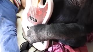 Red Hot Chili Peppers bassist jams with Koko the Gorilla